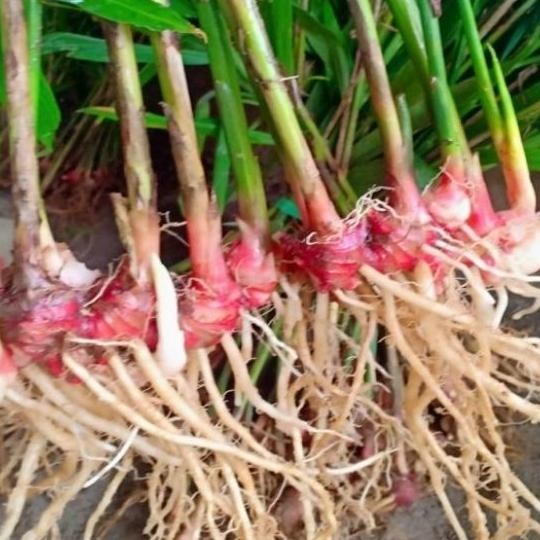 

Terlaris Bibit Jahe Merah Siap Tanaman