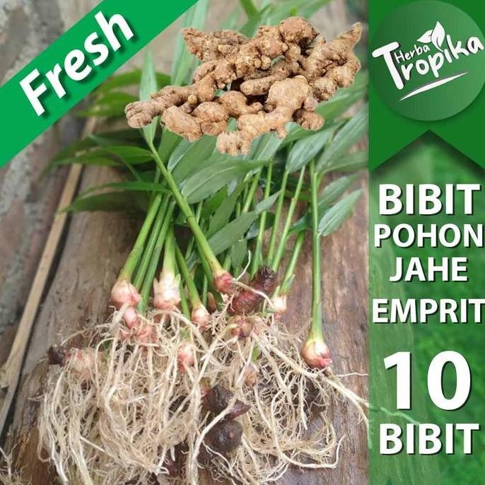 

Terlaris 10 Bibit Tanaman Jahe Emprit Sudah Tumbuh Kualitas Unggul Toko Herba Tropika