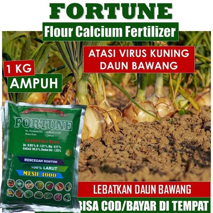 

Terlaris 1 Kg Fortune Obat Anti Penyakit Kuning Keriting Rontok Daun Bawang Terbaik - Pupuk Kalsium Serbuk Bawang Atasi Penyakit Kriting Kuning Daun Bawang Rontok Dan Bintik Hitam, Pupuk Majemuk Cair Organik Bawang Anti Kuning Keriting Rontok Paling Bagus