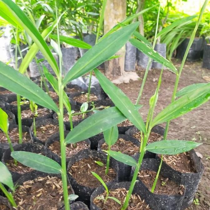 

Terlaris Benih Bibit Tanaman Jahe Emprit