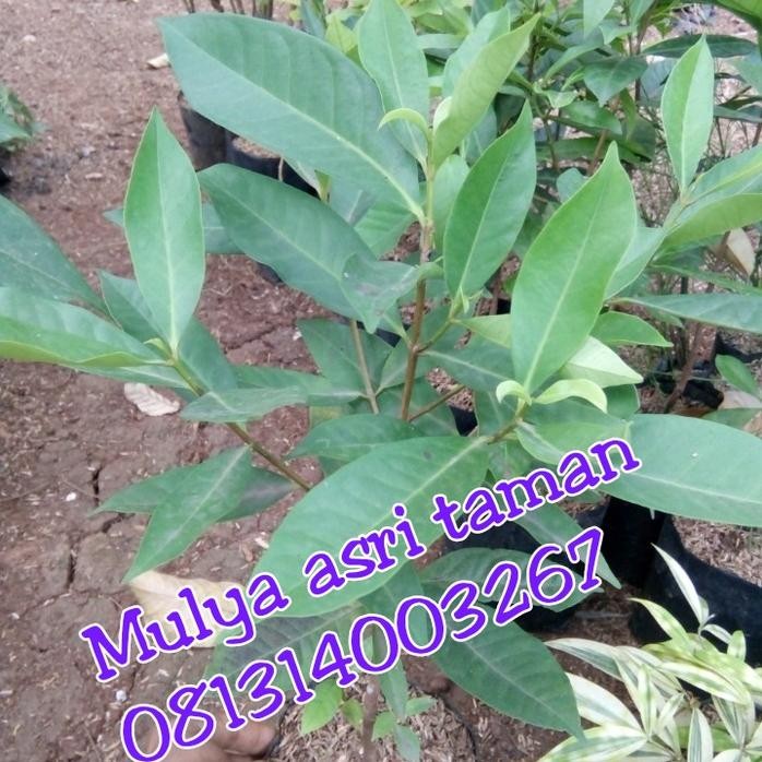 

Terlaris Gg Da Pohon Salam/Tanaman Daun Salam/Bibit Pohon Salam/Bibit Tanaman Salam