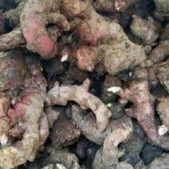

Terlaris Bibit Jahe Merah Super 1 Kg By Argoplantbag