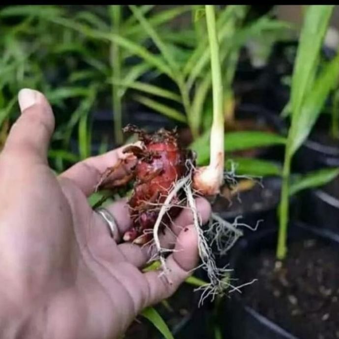 

Terlaris Tanaman Herbal Jahe Merah / Bibit Pohon Jahr Merah