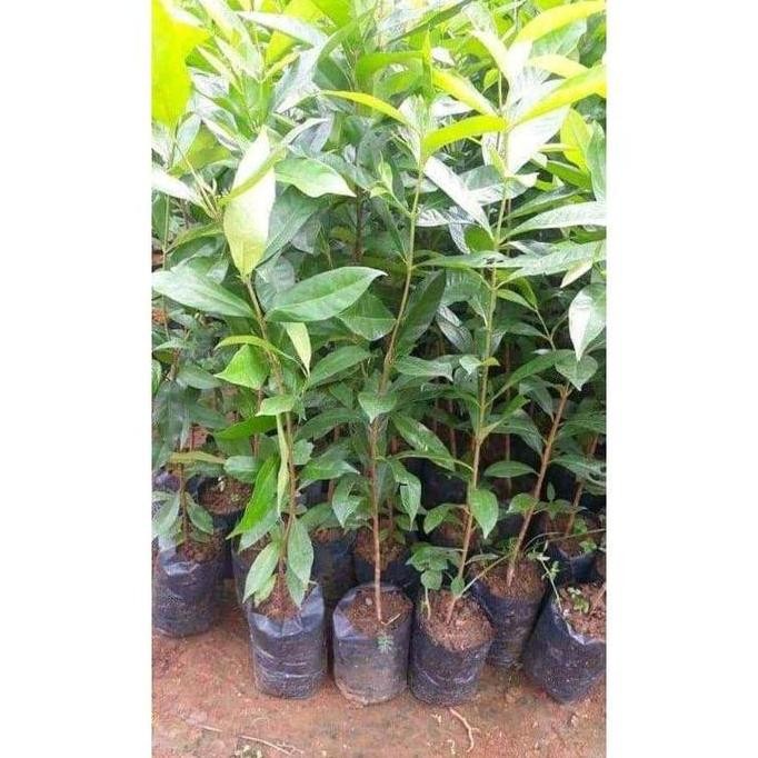 

Terlaris Terlaris Bibit Daun Salam Super Unggul (Beli 10 Gratis 1)