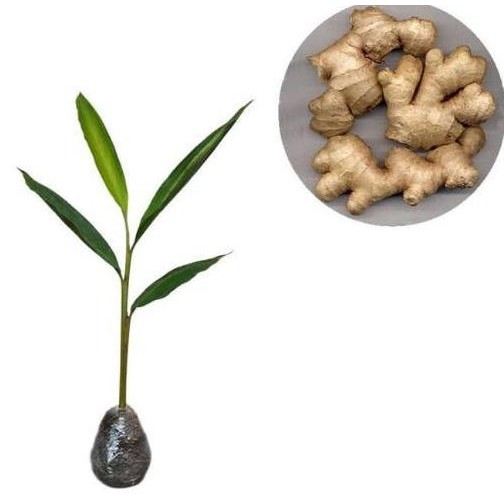 

Terlaris Ready Bibit Jahe Emprit Super Tanaman Herbal Bibit / Biji / Benih