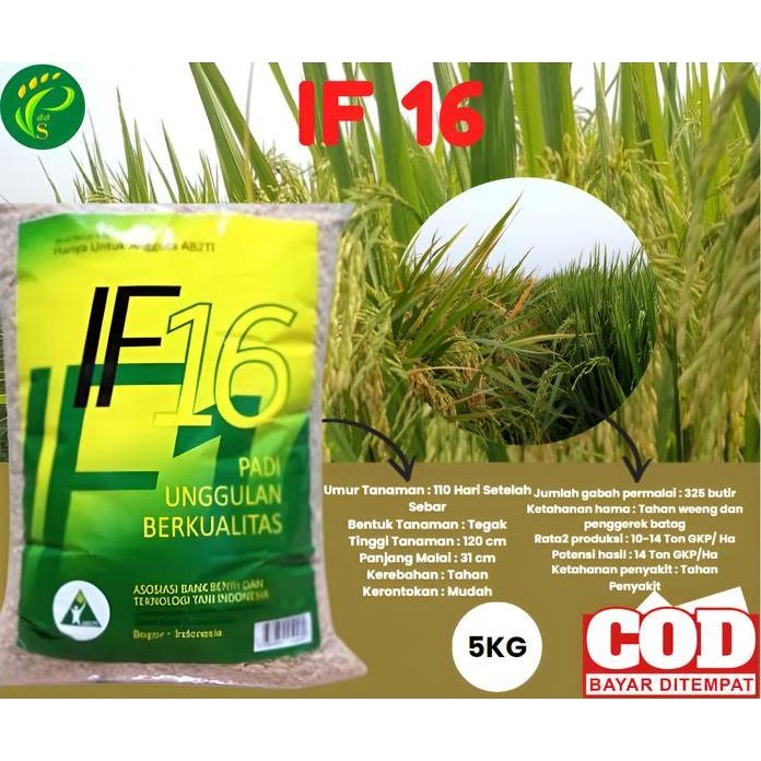 

Terlaris Benih Padi Unggul If 16 5Kg