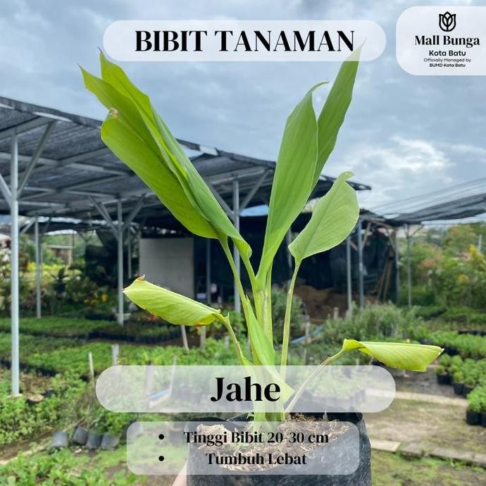 

Terlaris Bibit Jahe - Tanaman Herbal Ginger Rempah Toga Tinggi 20-30 Cm