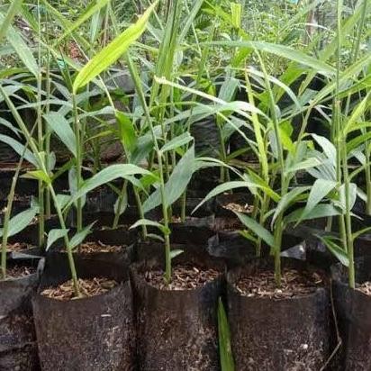 

Terlaris Jual Bibit Jahe Merah/Apotik Hidup/Tanaman Istimewa