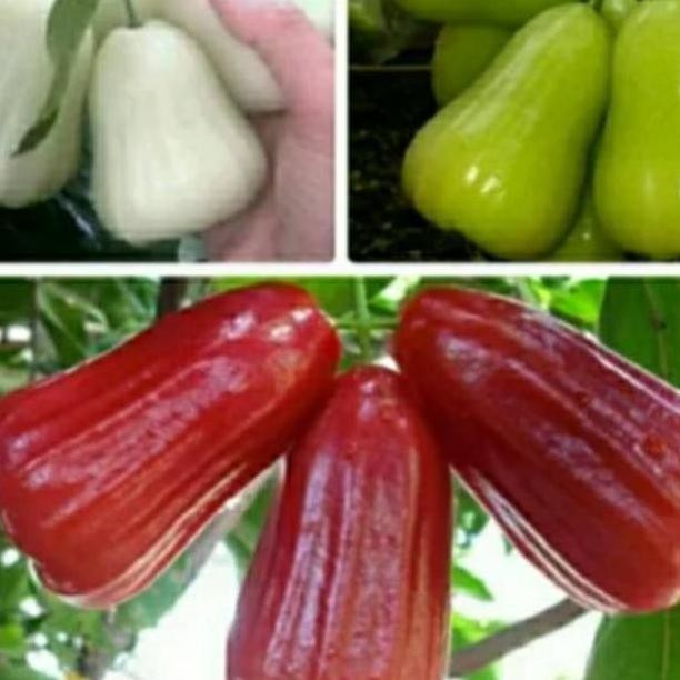 

Terlaris Paket 3 Jenis Bibit Jambu Air Madu Deli Merah Madu Deli Hijau,Madu Susu