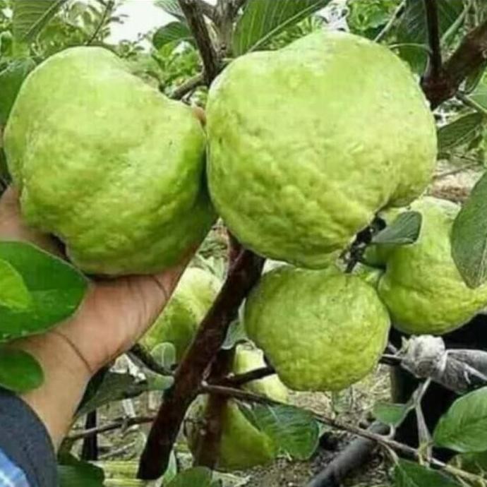 

Terlaris Bibit Tanaman Buah Jambu Kristal Putih Berbunga