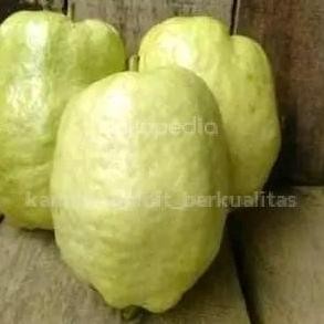 

Terlaris Bibit Jambu Kristal Biji Farang Terlaris Okulasi Siap Berbuah