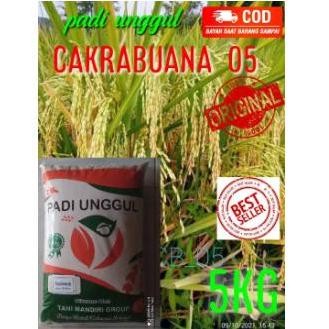 

Terlaris Benih Bibit Padi Cakrabuana 05 Bulir Besar 5 Kg Berkualitas