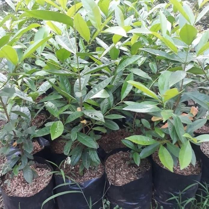 

Terlaris Paket 2 Bibit Tanaman Pohon Salam Bumbu Masak Bibit Daun Berrka 2383Bc