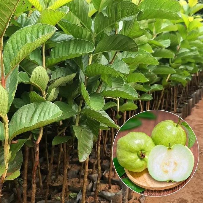

Terlaris Bibit Benih Jambu Kristal Super Cepat Berbuah