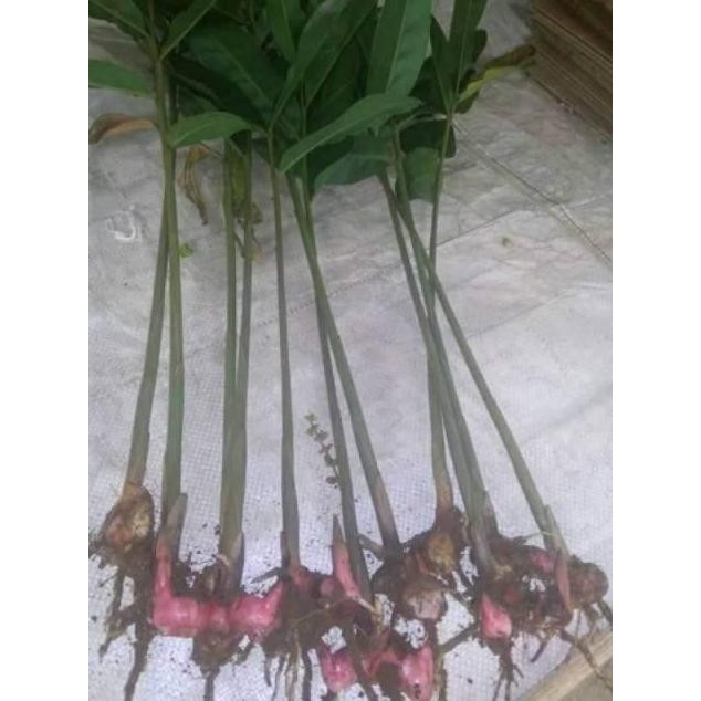 

Terlaris Bibit Jahe Merah Siap Tanam