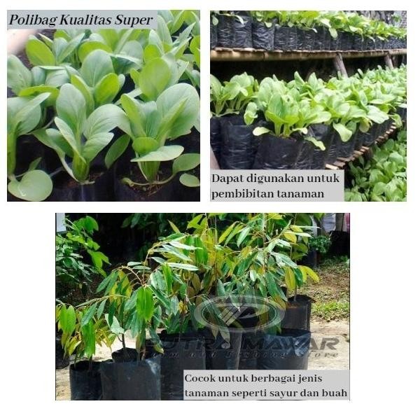 

Terlaris Plastik Pot Polybag Merk Matahari Tanaman 1Kg Berbagai Ukuran Isi Raturan Lembar Polibek Untuk Bibit Sayuran Buah Jeruk Anggur Jambu Jahe Porang Semai Cabai Tomat Setrawberry Cabe Kiloan Sangat Tebal Dan Termurah