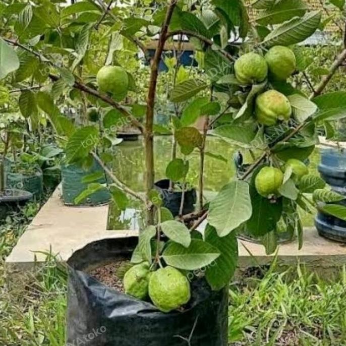 

Terlaris Bibit Jambu Kristal Berbunga