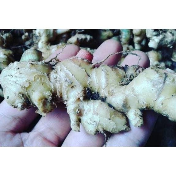 

Terlaris Jahe Emprit Segar Bukan Jahe Gajah Merah Bisa Buat Bibit Cod