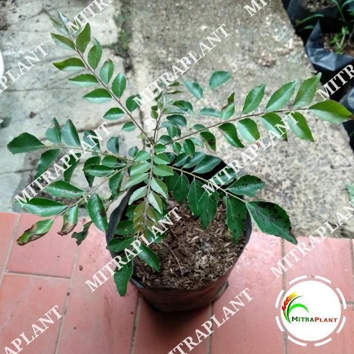 

Terlaris Griyana-Bibit Tanaman Salam Koja - Pohon Salam Koja - Daun Temuru - Daun Kari