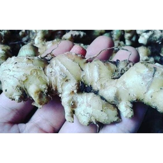 

Terlaris (Promo) 1Kg Jahe Emprit Segar Bukan Jahe Gajah Merah Bisa Buat Bibit By Argoplantbag