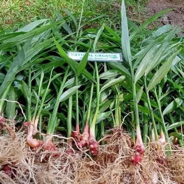 

Terlaris Dijual Ready Paket 5 Bibit Jahe Merah Super Dijamin
