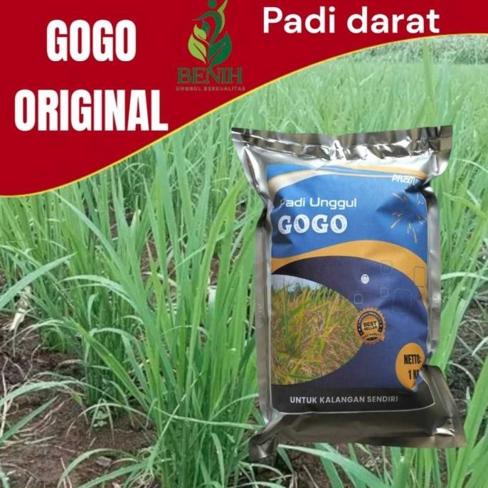 

Terlaris Benih Padi Bibit Padi Gogo Original Kemasan 1Kg