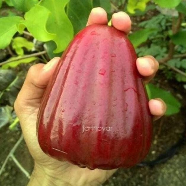 

Terlaris Bibit Jambu Air Dalhari Murah