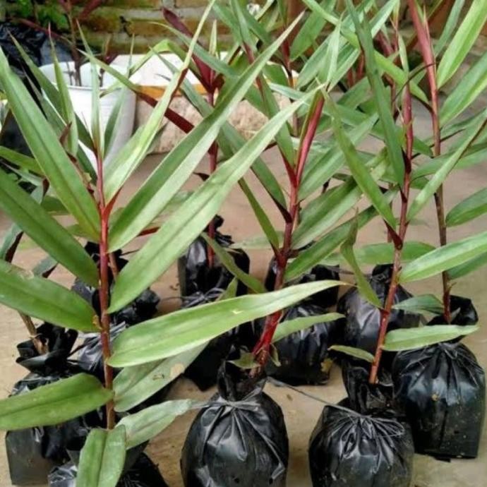 

Terlaris Bibit Jahe Hitam Atau Jahe Wulung (Beli 2 Gratis 1) Tkqyfg 6762Be