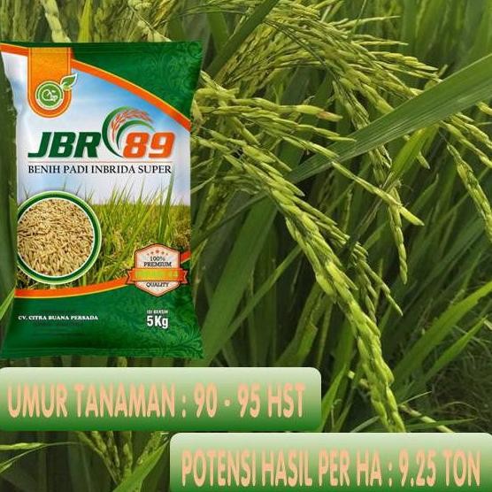

Terlaris Benih Padi (Ciherang Kebo) Inpari 44 Agritan @5 Kg