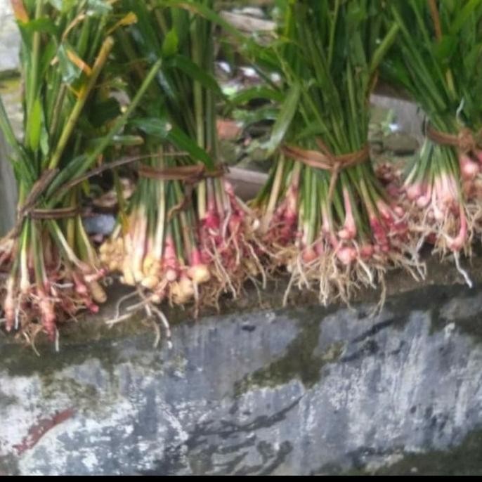 

Terlaris Promo Bibit Tanaman Herbal Jahe Merah - Herbal Alami