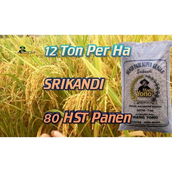

Terlaris (-) Benih Padi Srikandi Super 80 Hst. - 5 Kg