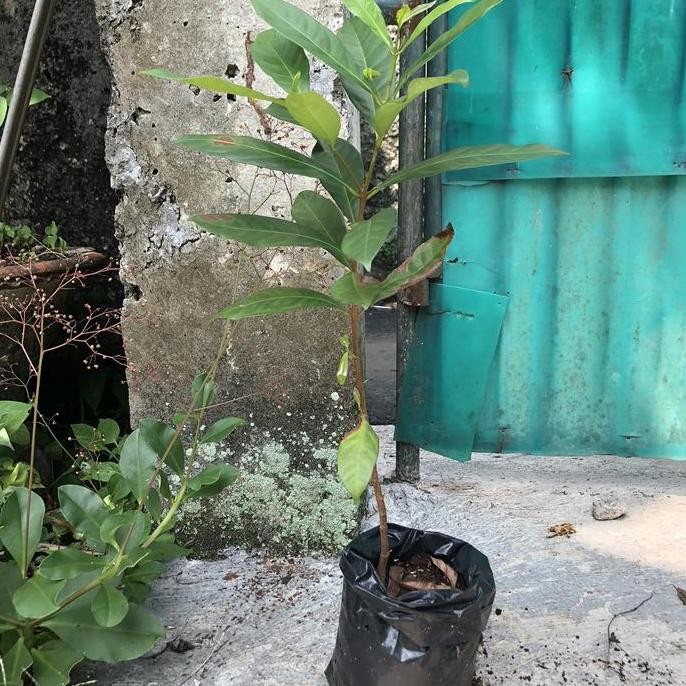 

Terlaris Bibit Pohon Daun Salam Sayur