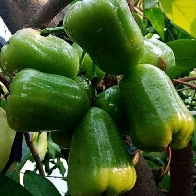 

Terlaris Bibit Jambu Air Kiojok Super Manis