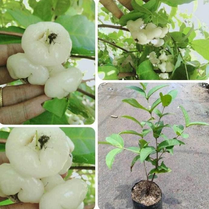 

Terlaris Bibit Tanaman Buah Jambu Air Kancing Putih Terrlaris Aa11