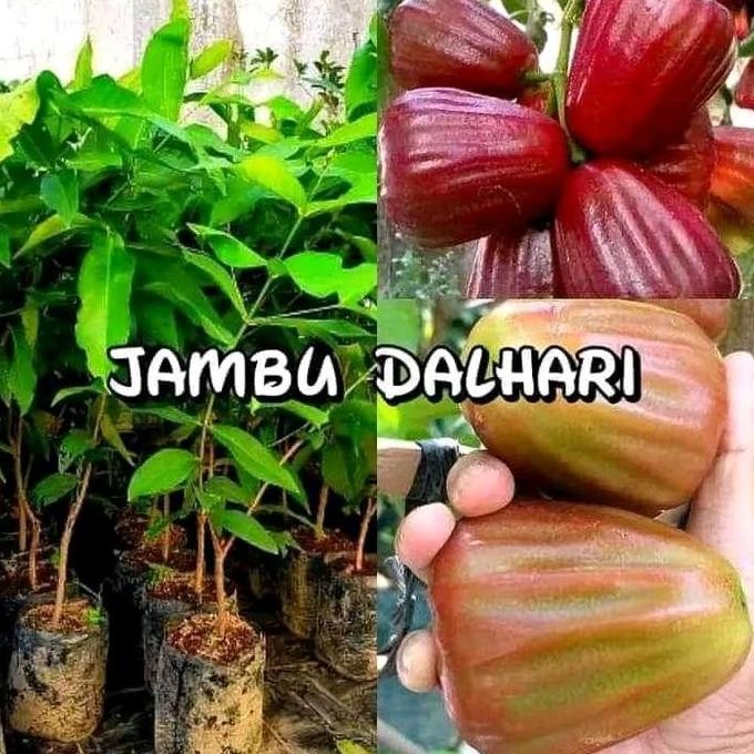 

Terlaris Bibit Jambu Air Dalhari Madu Jumbo Okulasi Cepat Berbuah