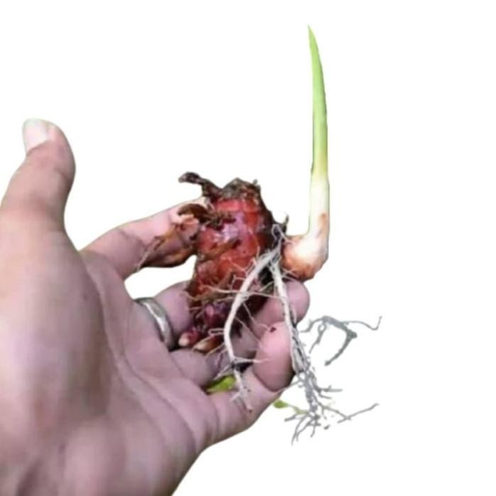 

Terlaris Bibit Jahe Merah Umbi Tunas Jahe Merah Calon Bibit Cbh