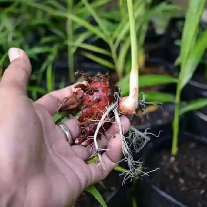 

Terlaris Pohon Jahe Merah - Bibit Pohon Tanaman Herbal Jahe Merah