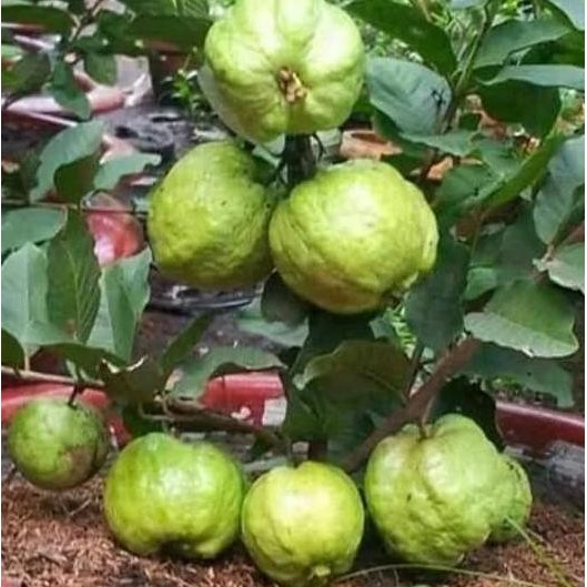 

Terlaris Bibit Jambu Kristal Non Biji (Tabulampot)