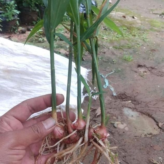

Terlaris Bibit Jahe Merah Unggul