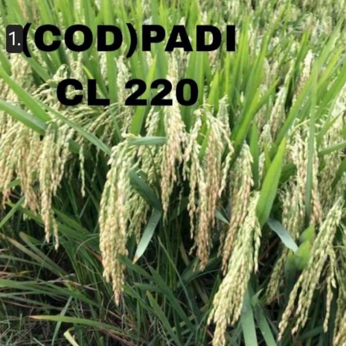 

Terlaris Benih Bibit Padi Cl 220 Kualitas Unggul Tahan Penyakit 1Kg