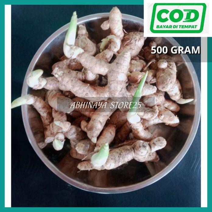 

Terlaris Bibit Kunyit Putih Sudah Bertunas 500Gram