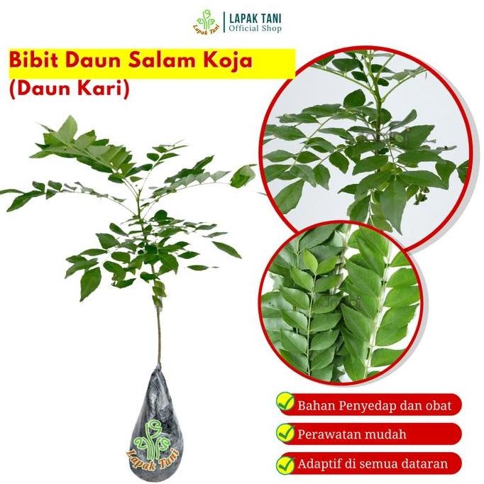 

Terlaris Bibit Tanaman Salam Koja Daun Kari Pohon Kari Untuk Bumbu Masakan