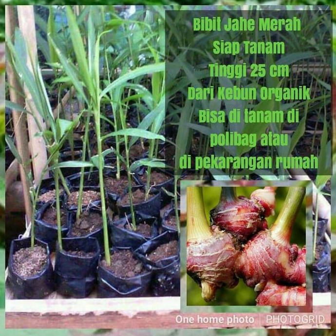 

Terlaris 50 Bibit Jahe Merah Organik Siap Tanam Ukuran 20-30Cm