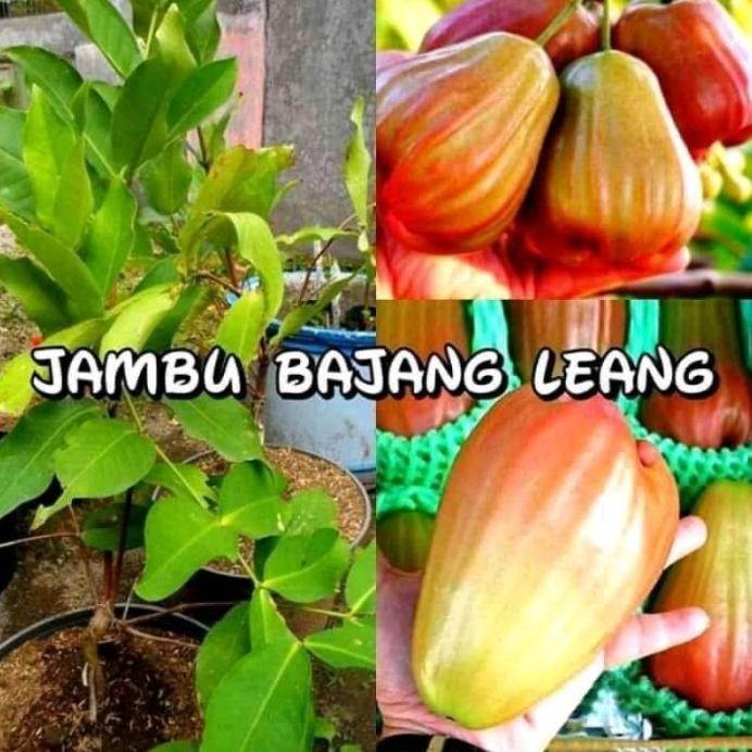 

Terlaris Bibit Jambu Air Bajang Leang Hasil Okulasi