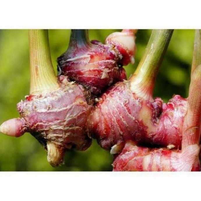 

Terlaris Bibit Tanaman Jahe Merah Herbal