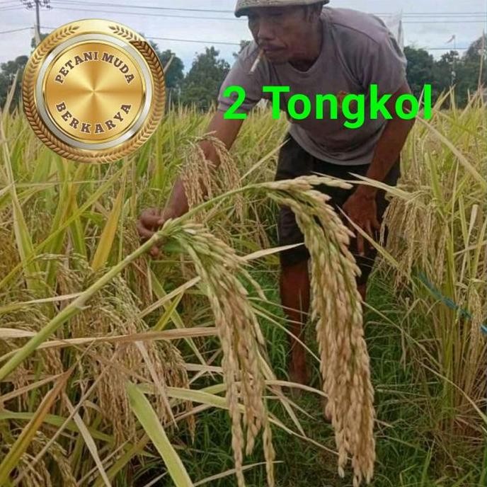 

Terlaris Benih Padi 2 Tongkol Jumbo Bibit Padi 2 T Bertongkol 2 Bulir