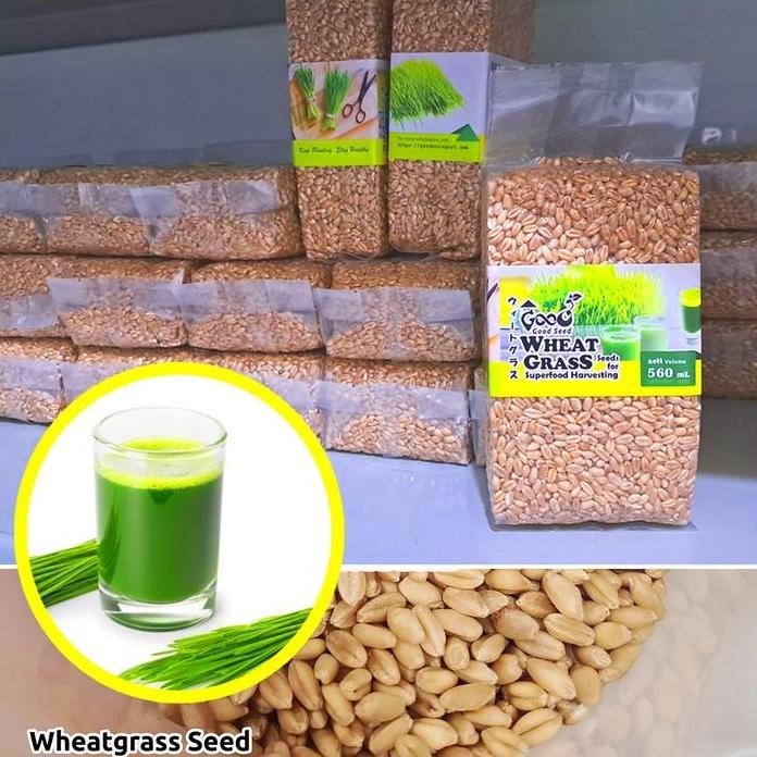 

Terlaris Bibit Wheatgrass Goodseed 560Ml, Benih Microgreen / Biji Rumput Gandum