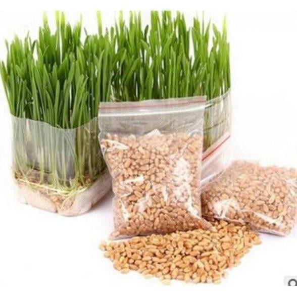 

Terlaris Benih Microgreen Microgreens - Wheatgrass Rumput Gandum Rumput Kucing