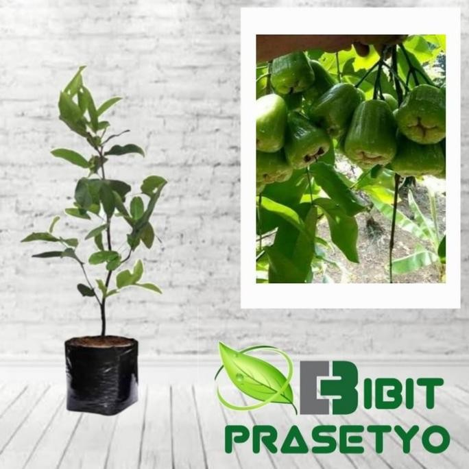 

Terlaris Bibit Jambu Lilin Madu