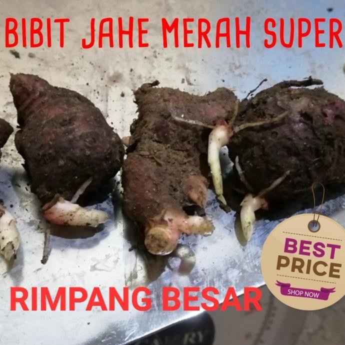 

Terlaris Bibit Jahe Merah Super 1 Kg, Tinggal Semai Atau Tanam Terlaris
